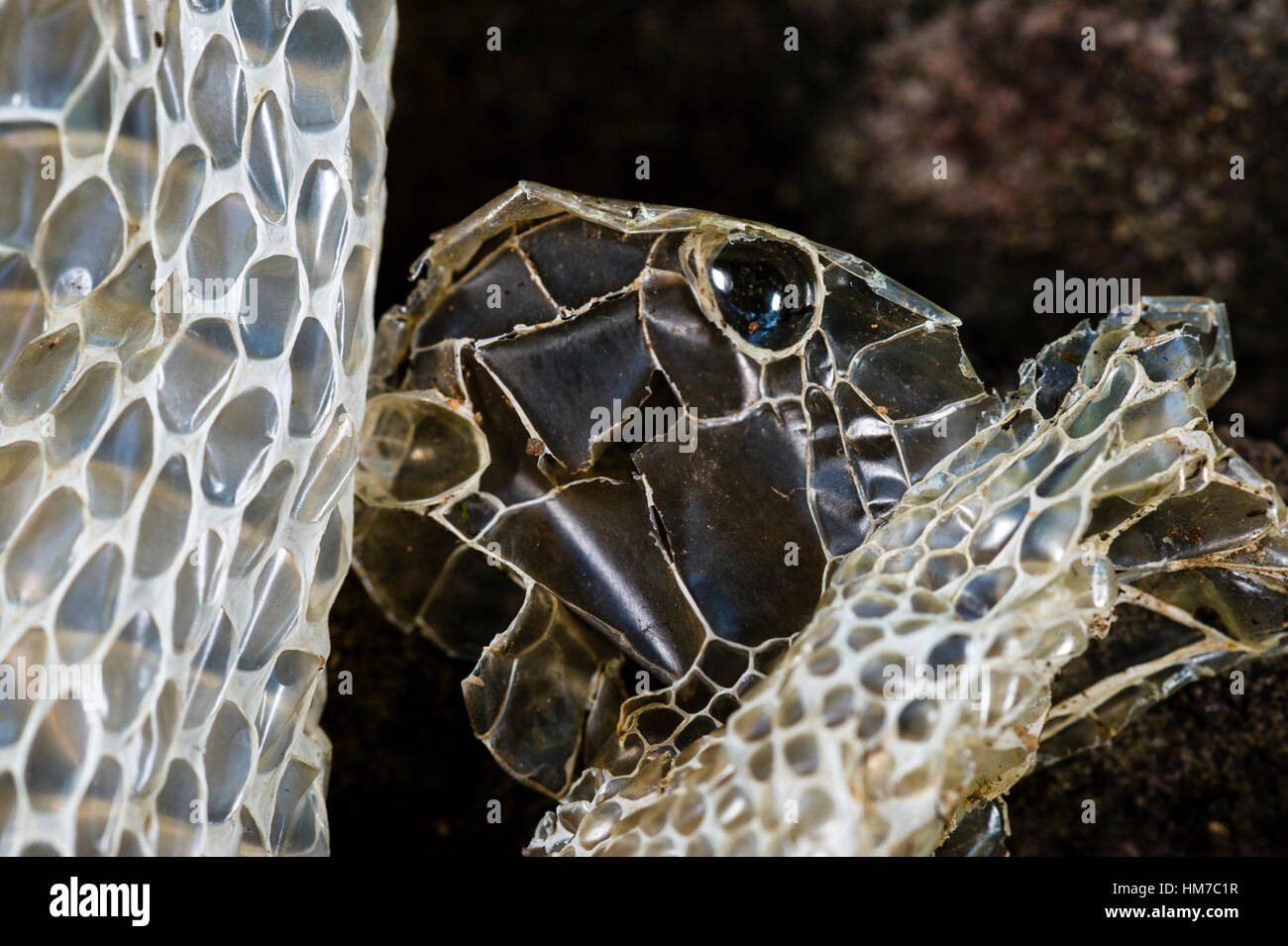 The head and eye scales on the skin shed from a venomous snake. Stock Photo