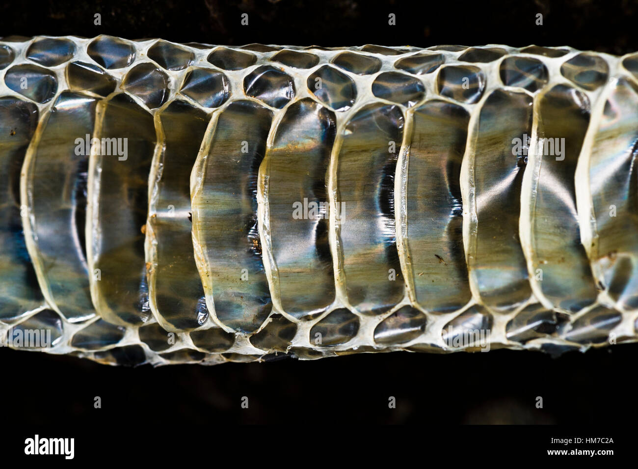 The abdomen scales on the skin shed from a venomous snake. Stock Photo