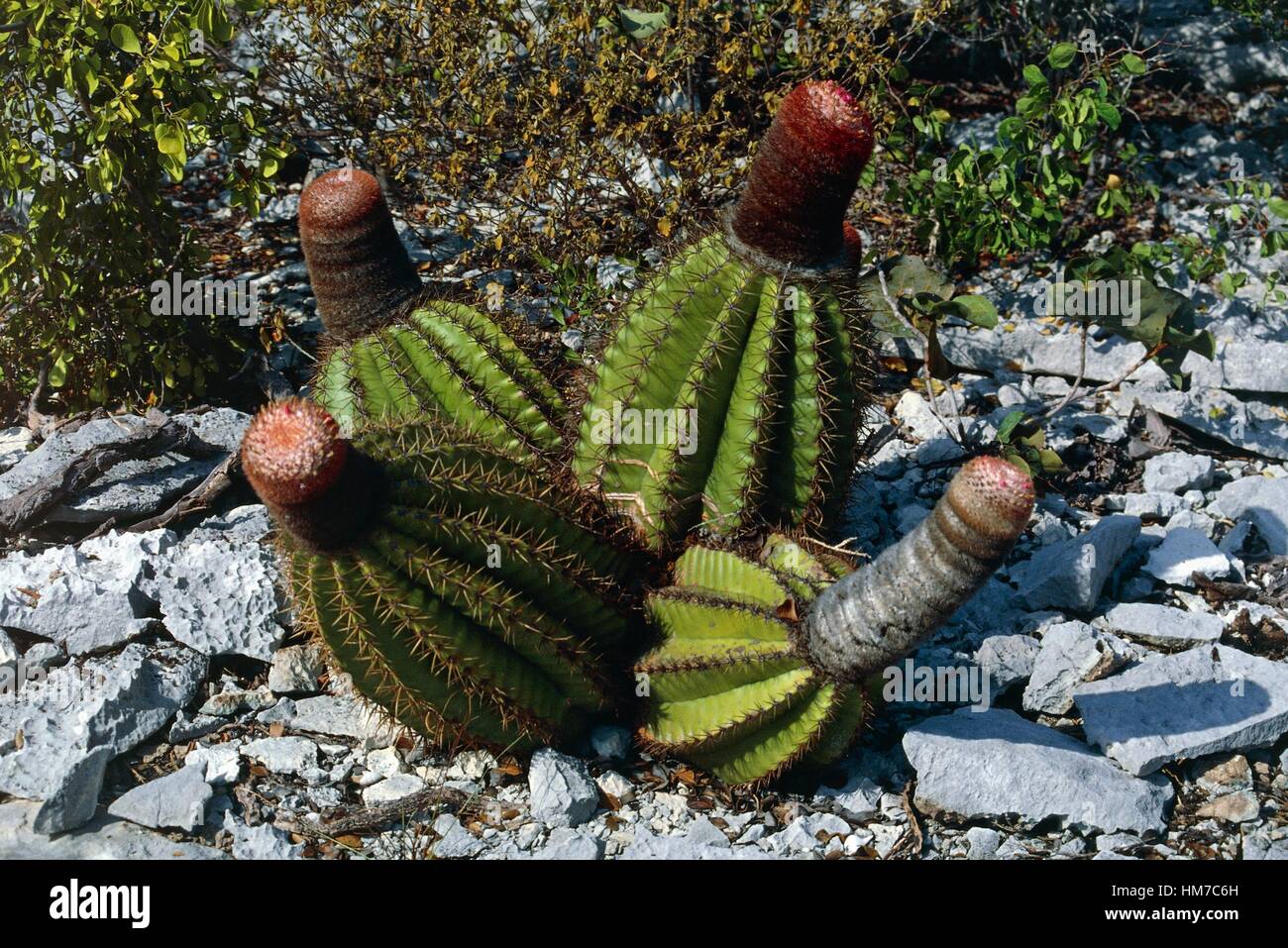 Caicos hi-res stock photography and images - Alamy