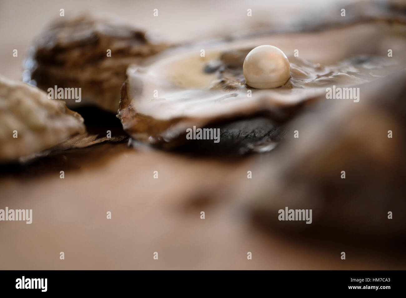 Pearl inside oyster shell Stock Photo Alamy