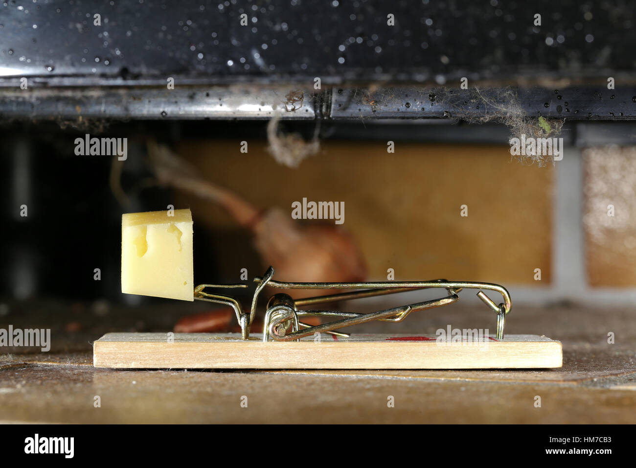 spring mousetrap with a piece of cheese located in cellar storeroom Stock Photo