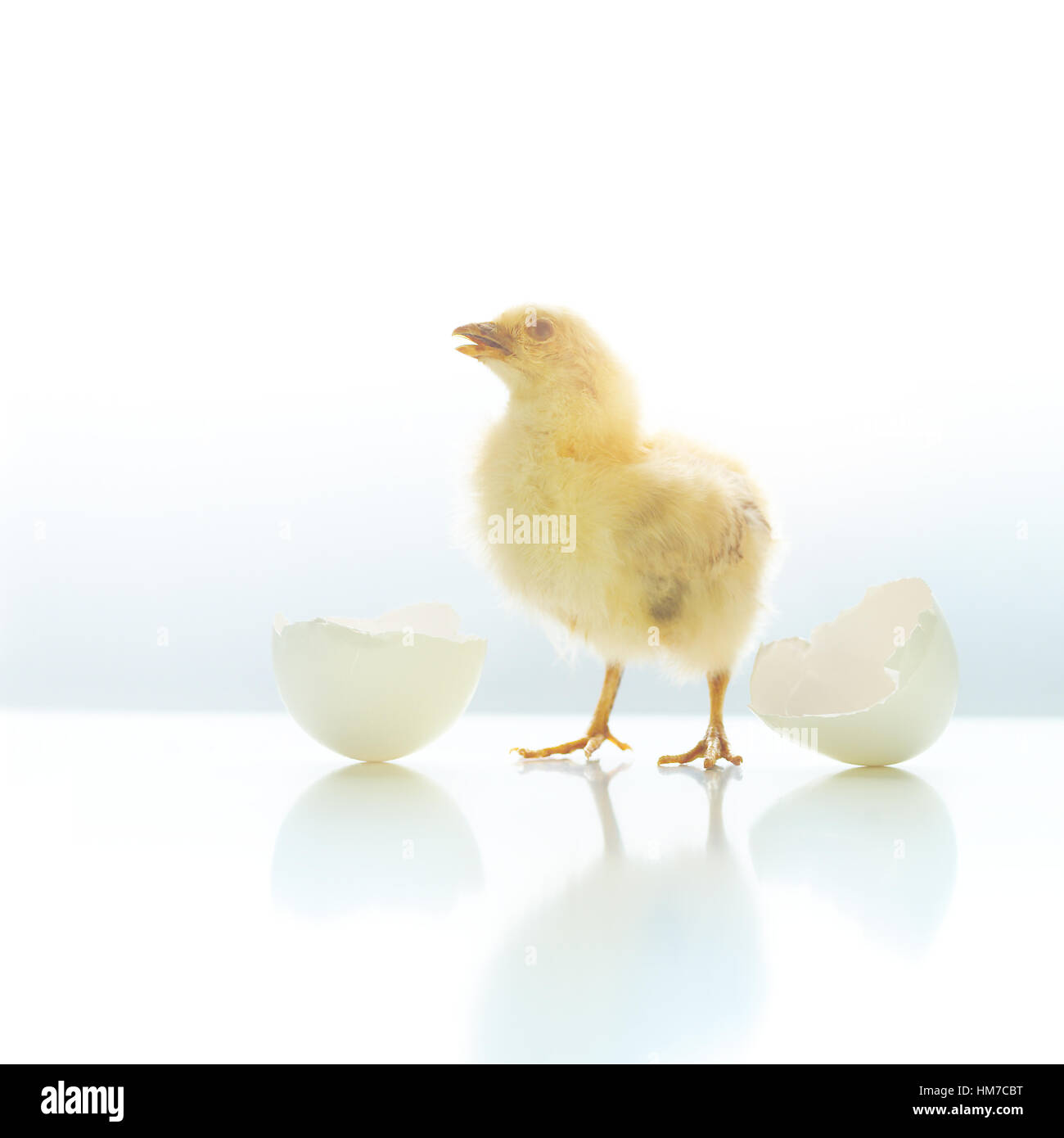 Newborn chicken and egg shell Stock Photo