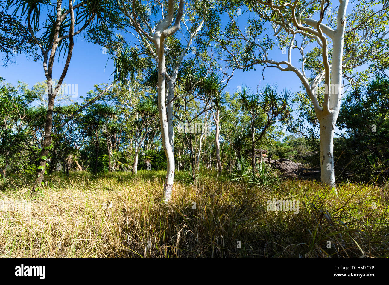 Dry Spear Grass around the base of Ghost Gums. Stock Photo