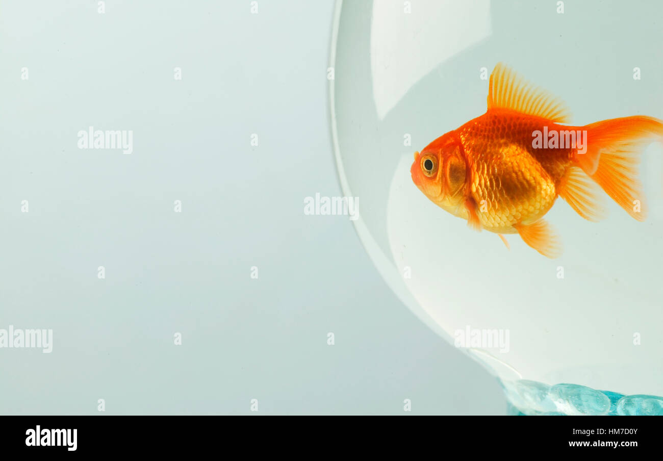 Goldfish (Carassius auratus) in fishbowl Stock Photo