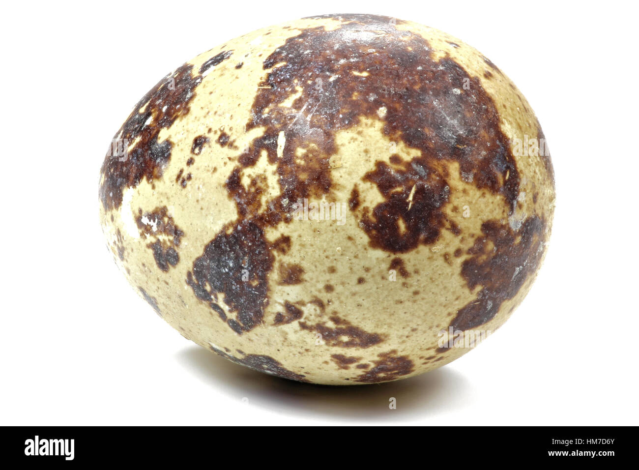 quail egg isolated on white background Stock Photo