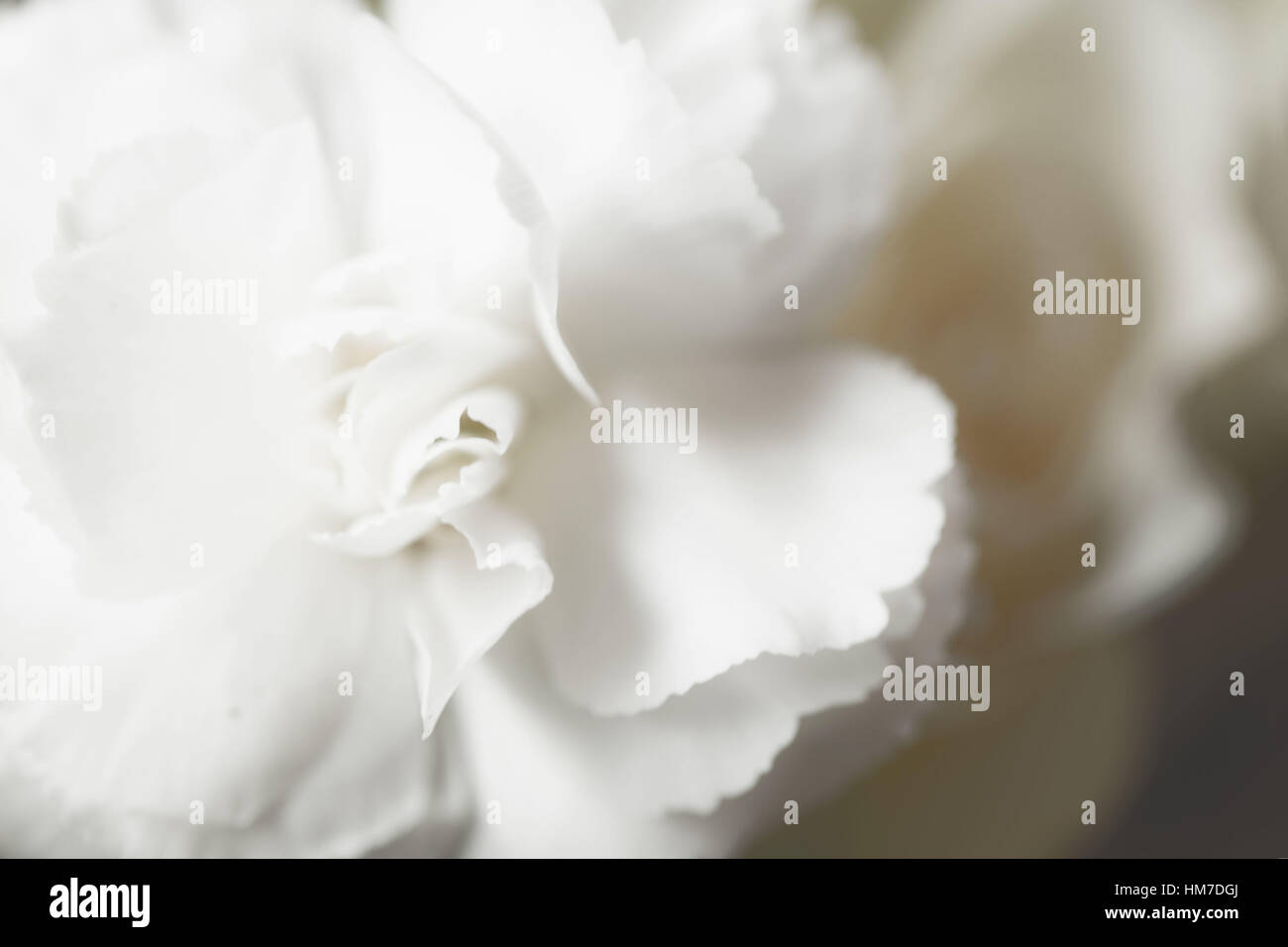 abstract,anniversary,beautiful,beauty,bloom,blossom,blur,bokeh,botany,curve,detail,dreamy,elegance,elegant,floral,florist,flower,fragile,fresh,love,luxury,macro,marriage,open,plant,romance,sensitive,single,softness,white Stock Photo