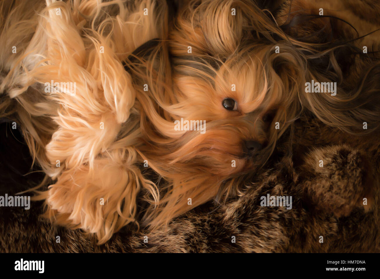 1 Animal Alone Animal Bearskin Brown Canine Cute Cute Little Stock