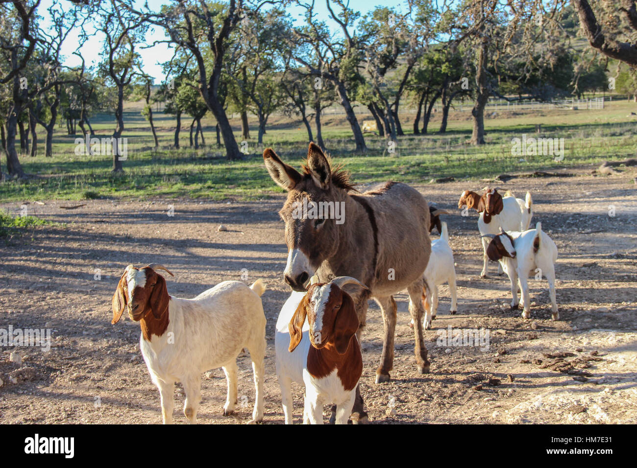 goats and donkey at the Dixie Dude Ranch Stock Photo