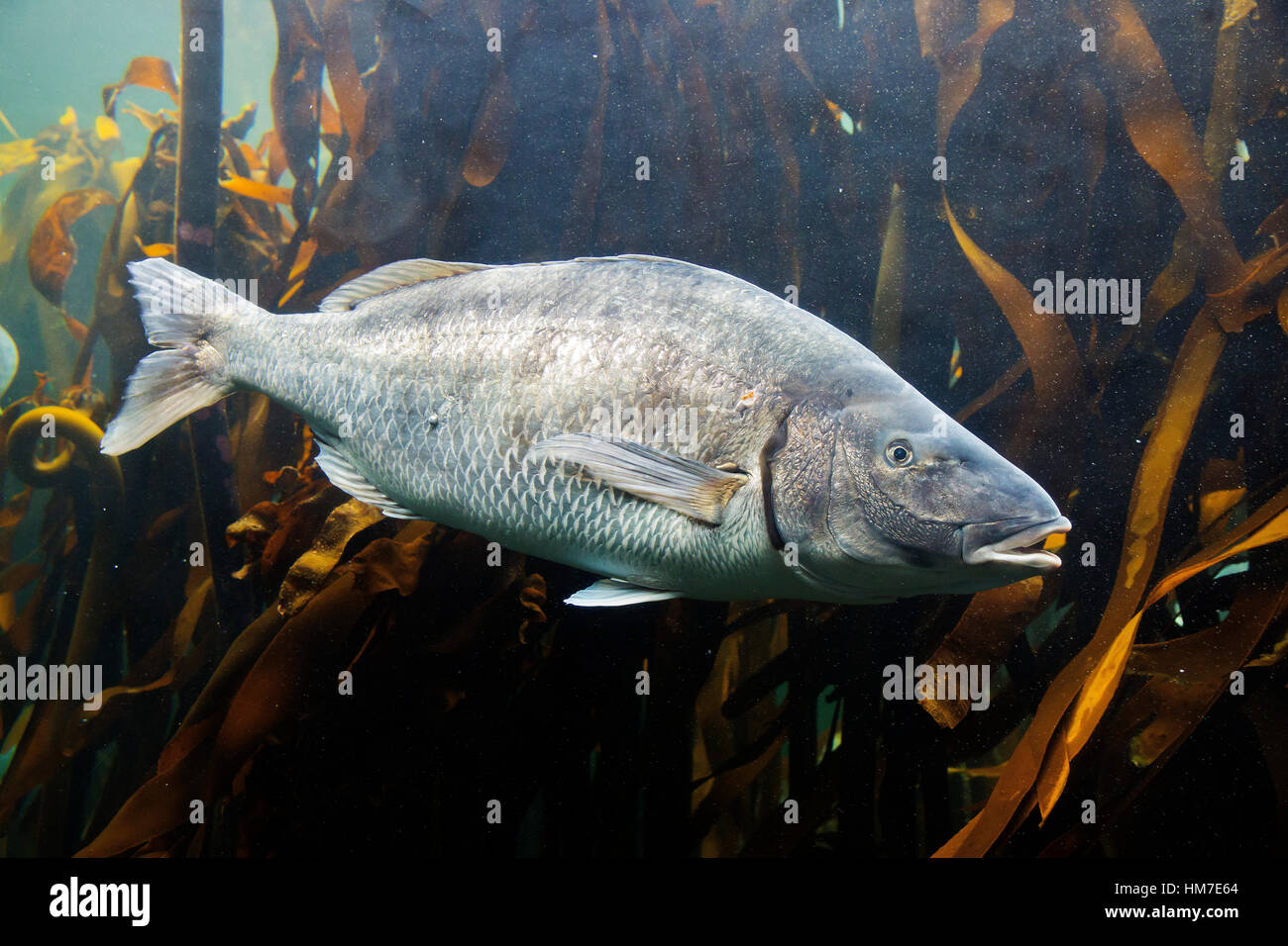 White Steenbass fishe at the Predator Exibit at Two Oceans Aquarium, Cape Town, South Africa Stock Photo