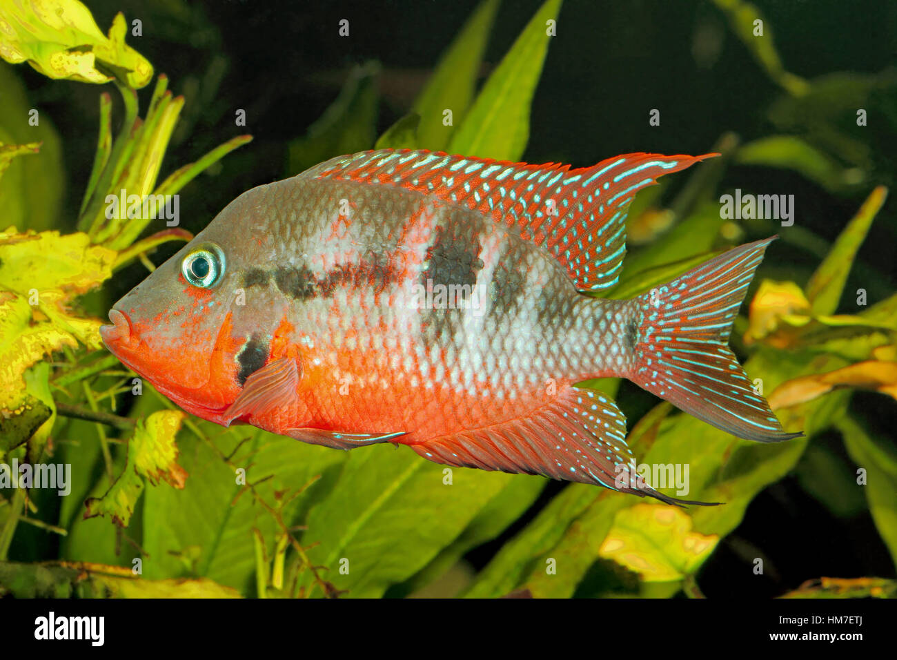 Mexican Fire Mouth (Thorichthys meeki) - male Stock Photo