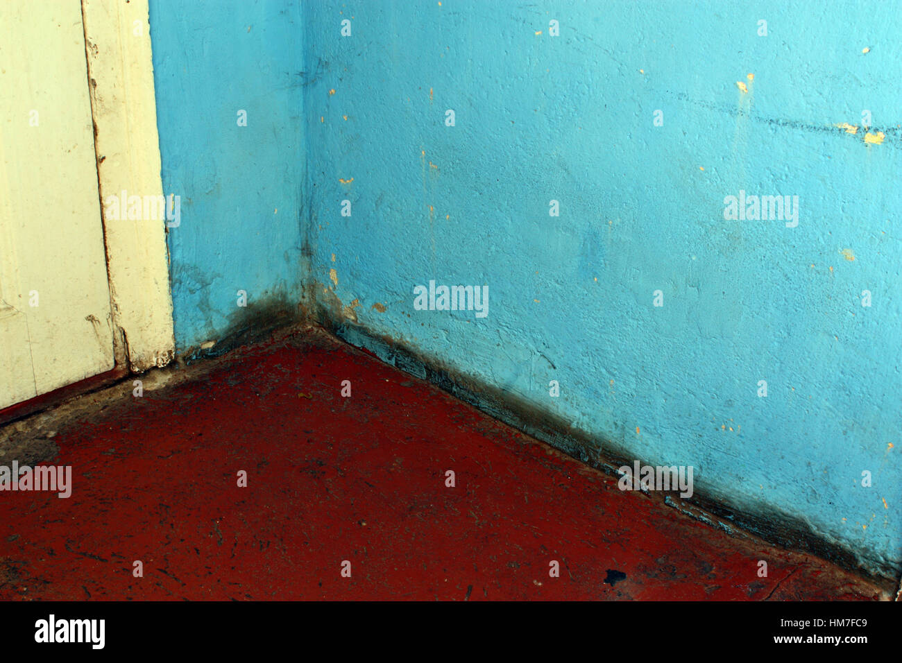 Dangerous mold fungus on the wall in a room near a door at home Stock Photo Alamy