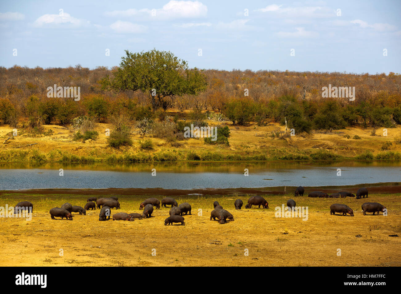 Hippos grazing at the banks of Sabi Sands River, Kruger Park, South Africa Stock Photo