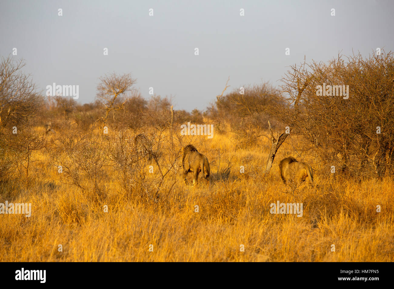 Two male lions (Panthera leo) walking on the bush, Kruger Park, South Africa Stock Photo