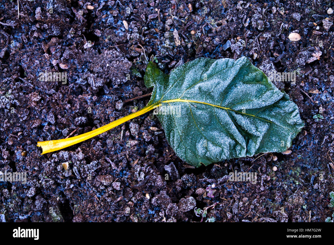 chard vegetable leaf covered in frost lying on frosty ground, white frost covering everything, chard stem yellow with green leaf Stock Photo