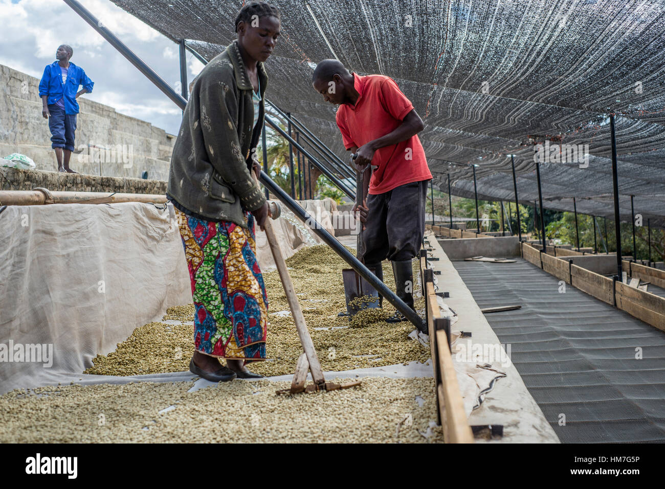 Mubuyu farm coffee factory rakes hi-res stock photography and images ...