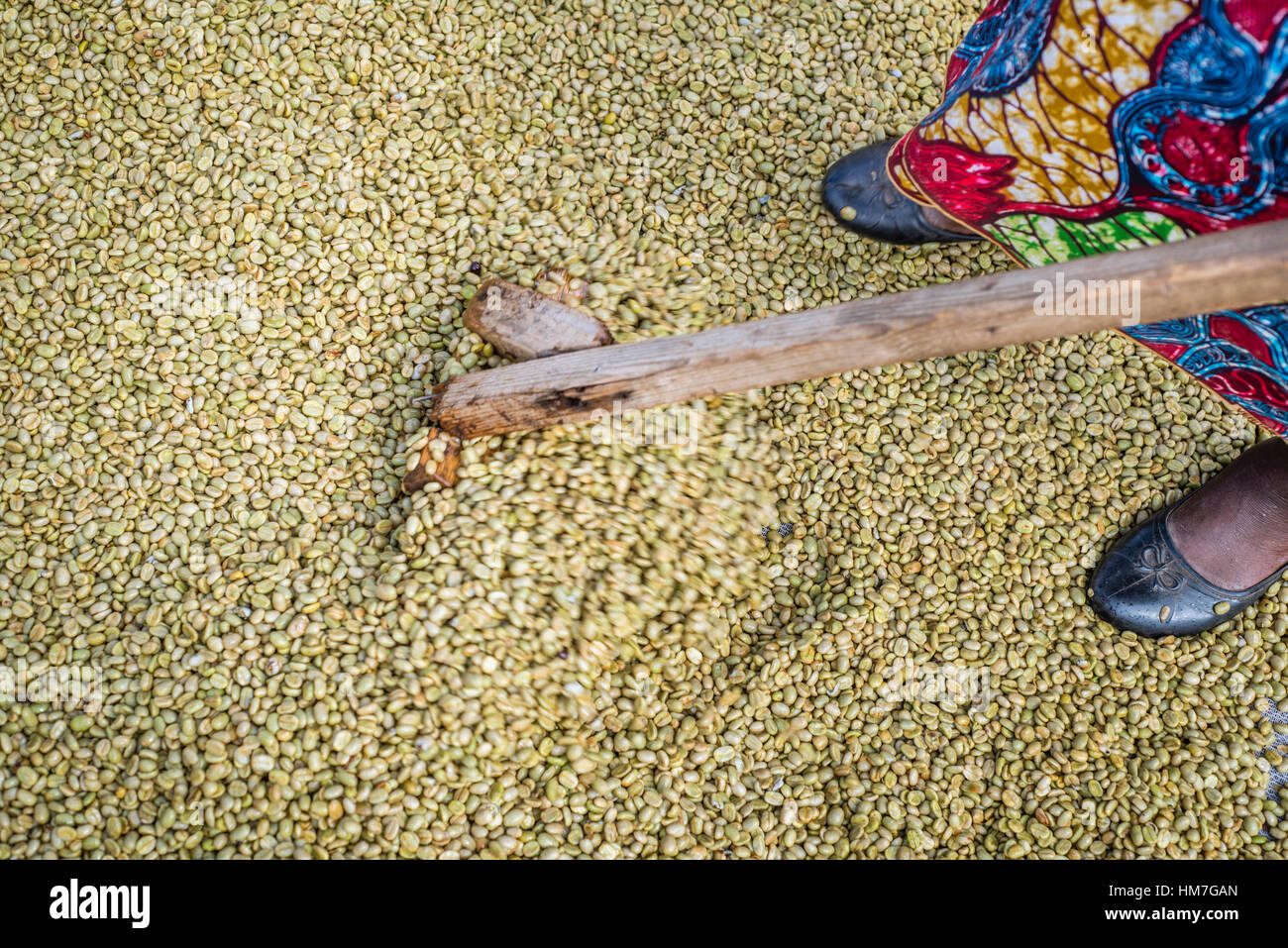 A worker rakes coffee beans over the patio for sun drying at the Mubuyu ...