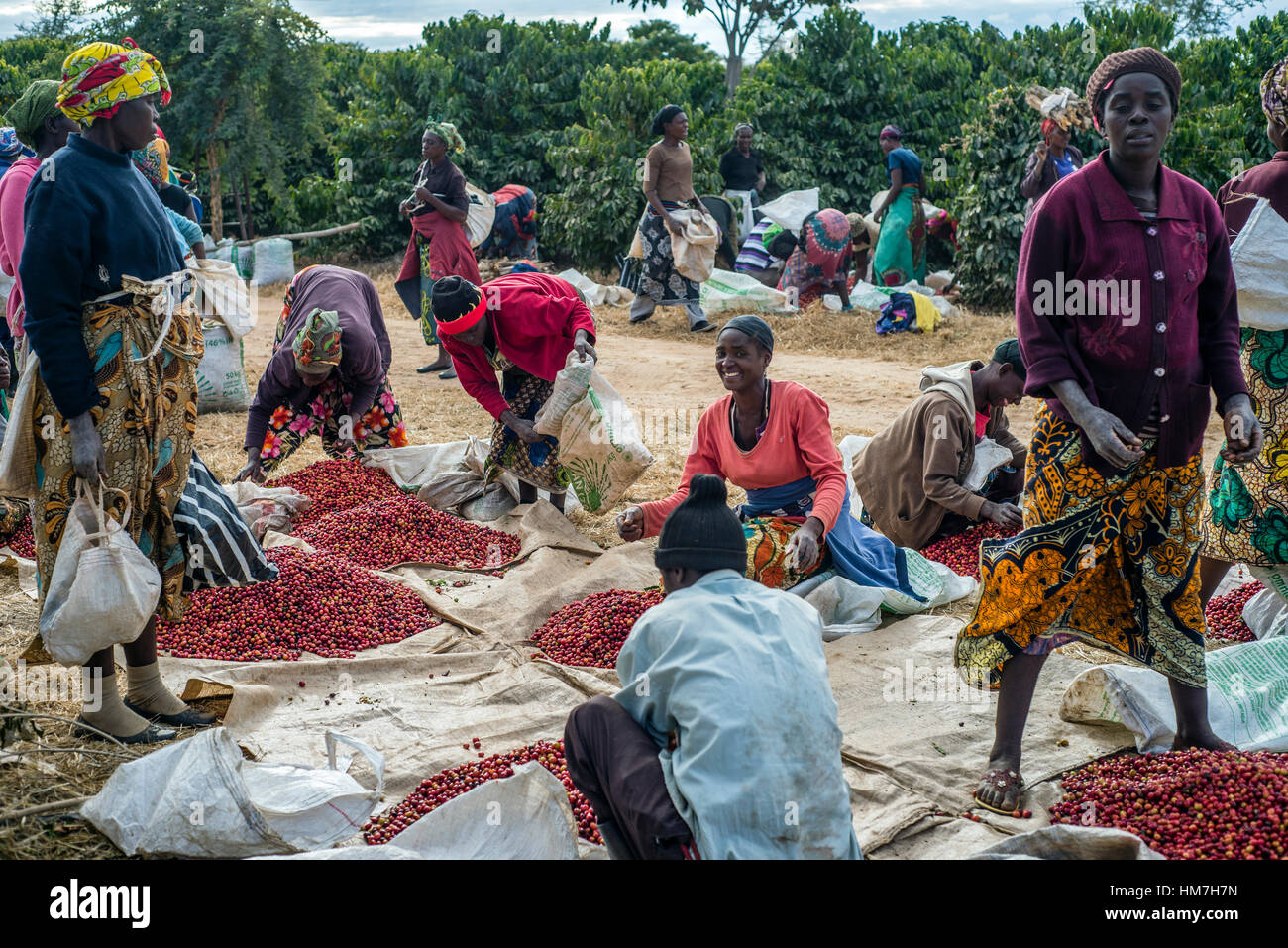 Pickers remove unripe or overripe coffee beans and foreign debris from