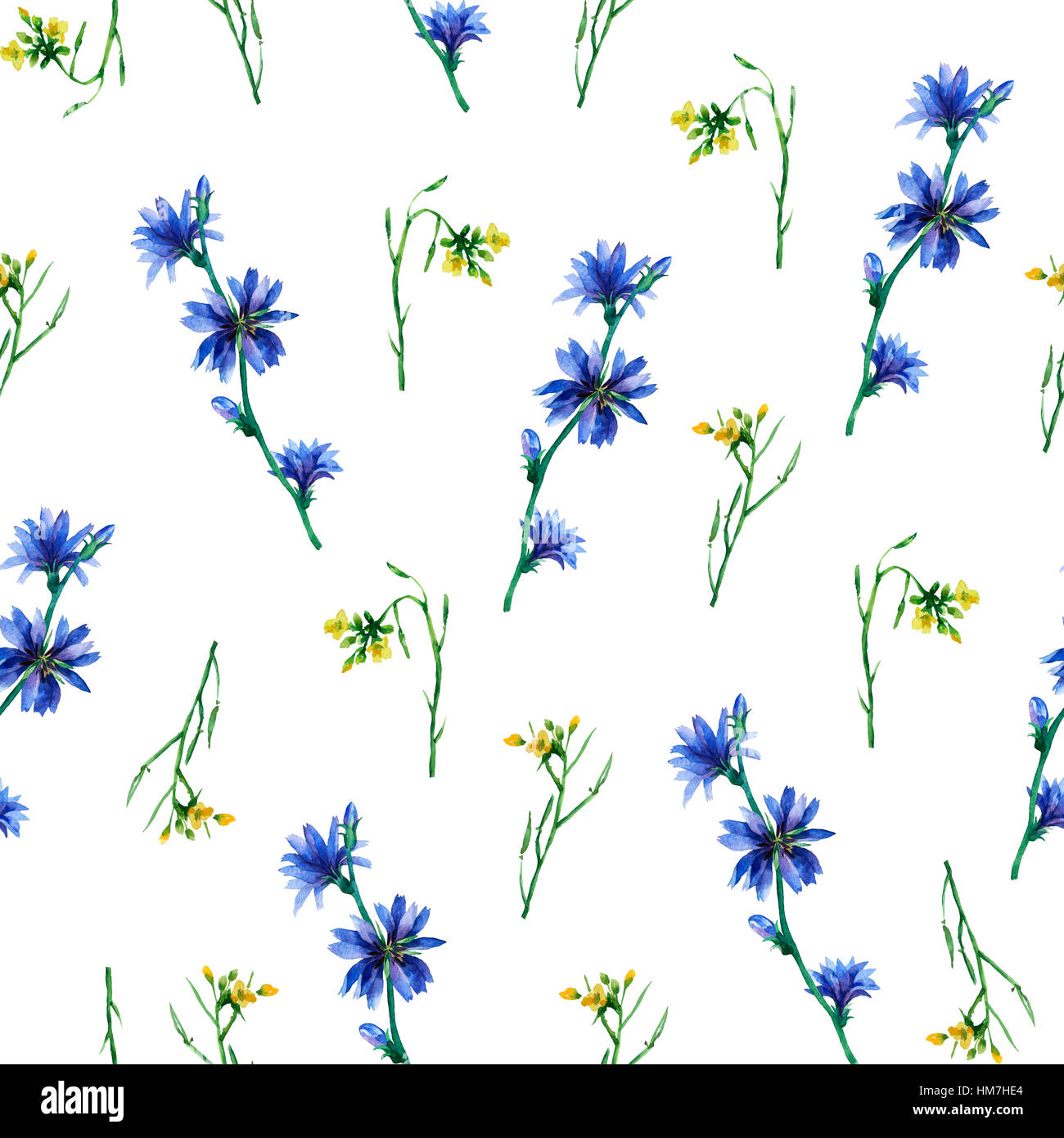 Seamless pattern with yellow rocket and blue chicory flowers. Hand drawn watercolor painting on white background. Stock Photo