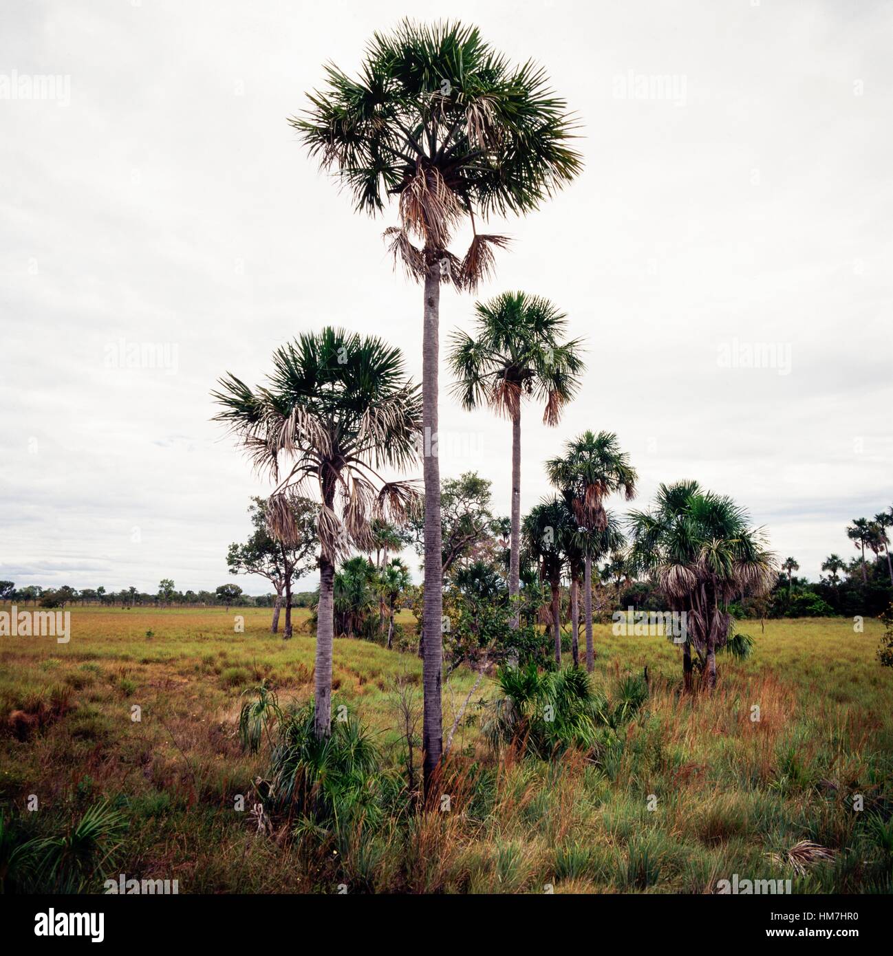Moriche palm (Mauritia flexuosa), Apure state, Venezuela. Stock Photo