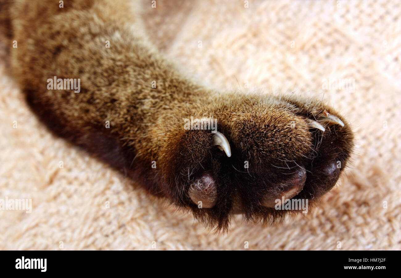 Very sharp cat's claw and paw the cat lying on a blanket Stock Photo Alamy