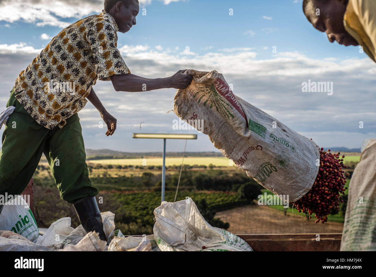 Harvest season of coffee farm in zambia hires stock photography and