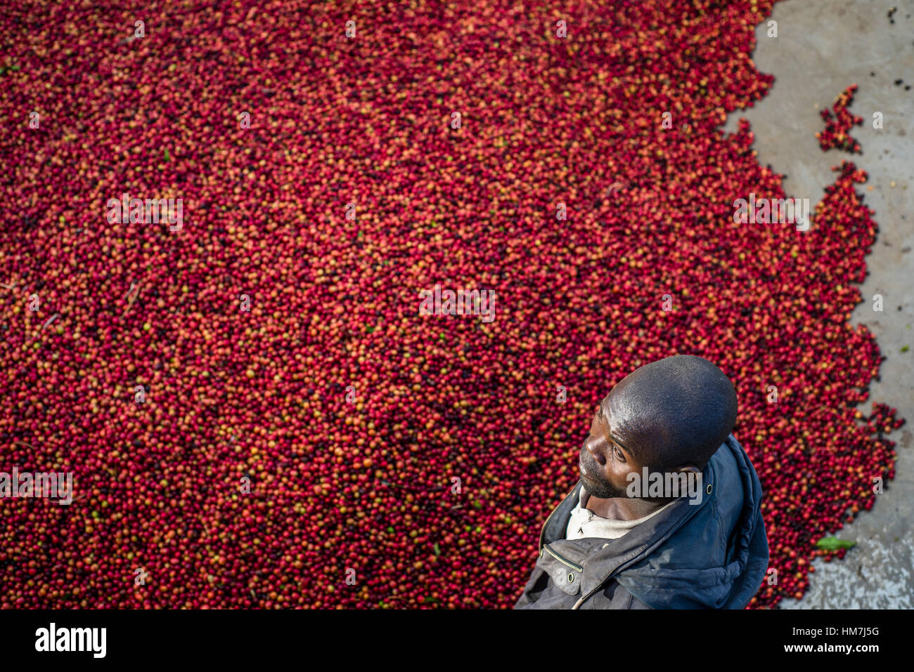 Harvest season of coffee farm in zambia hires stock photography and