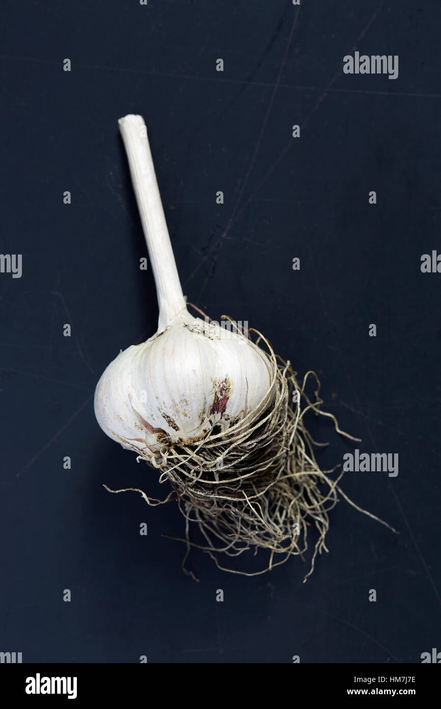 Bulb of garlic against dark background Stock Photo - Alamy