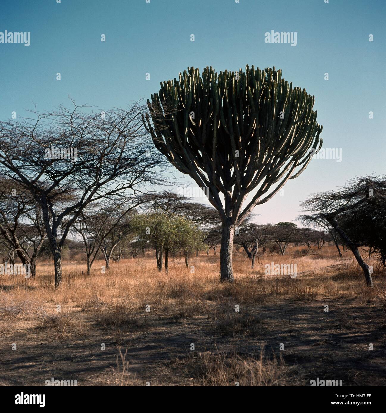 Desert candle or Candelabra spurge (Euphorbia abyssinica