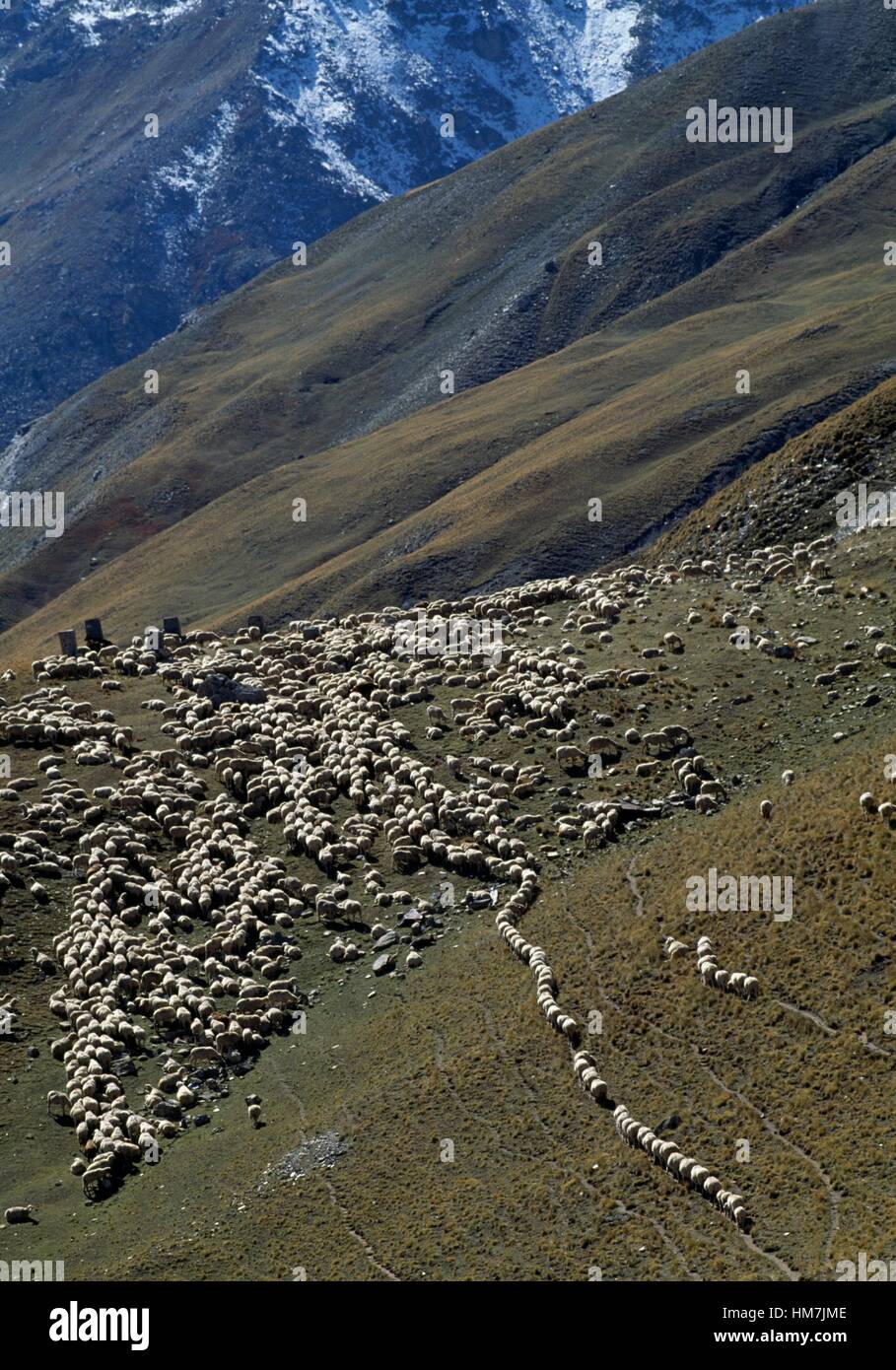 Flock grazing on Col de la Bonette, Bonneval-sur-Arc, Auvergne-Rhone-Alpes, France. Stock Photo