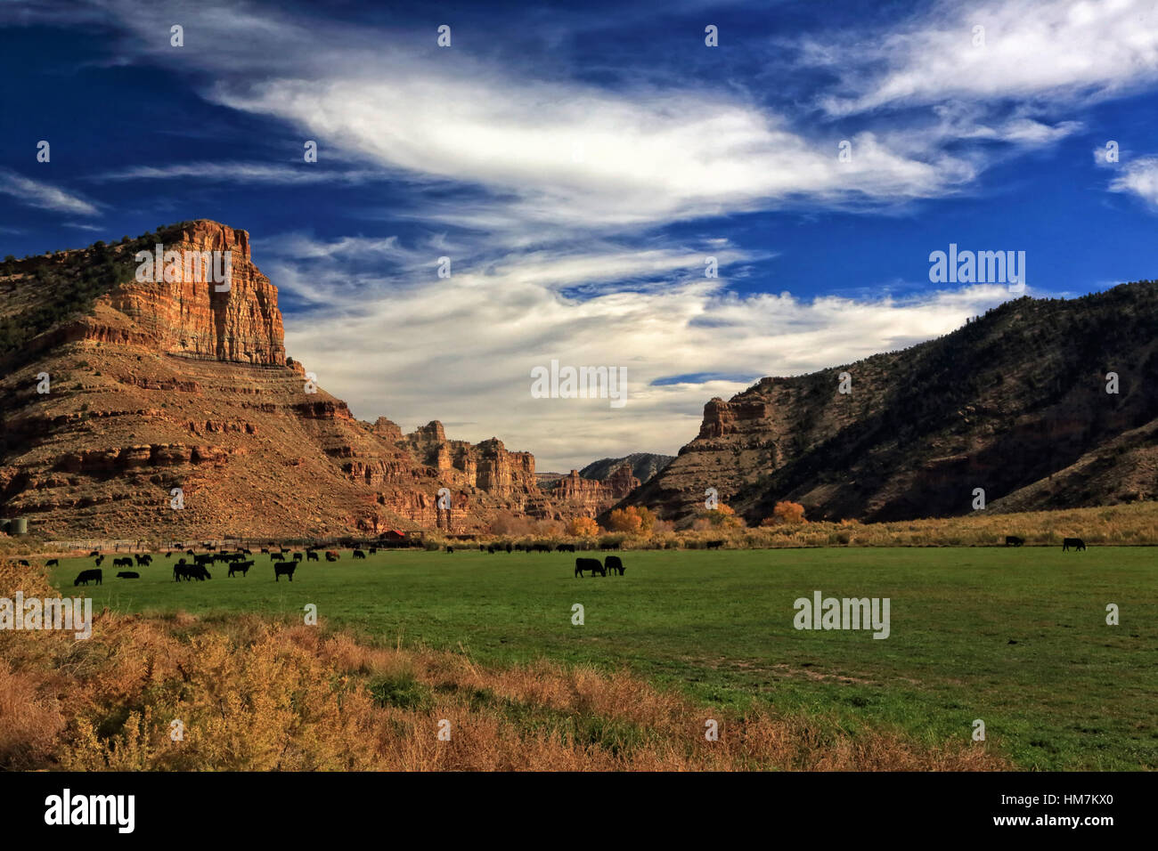 This landscape depicts a green valley within Nine Mile Canyon in Utah. There are dairy cows in the field and blue sky overhead. Stock Photo