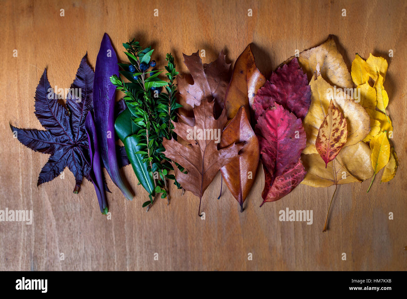 Autumn leaf color transition background, variation concept for fall and change of season Stock Photo