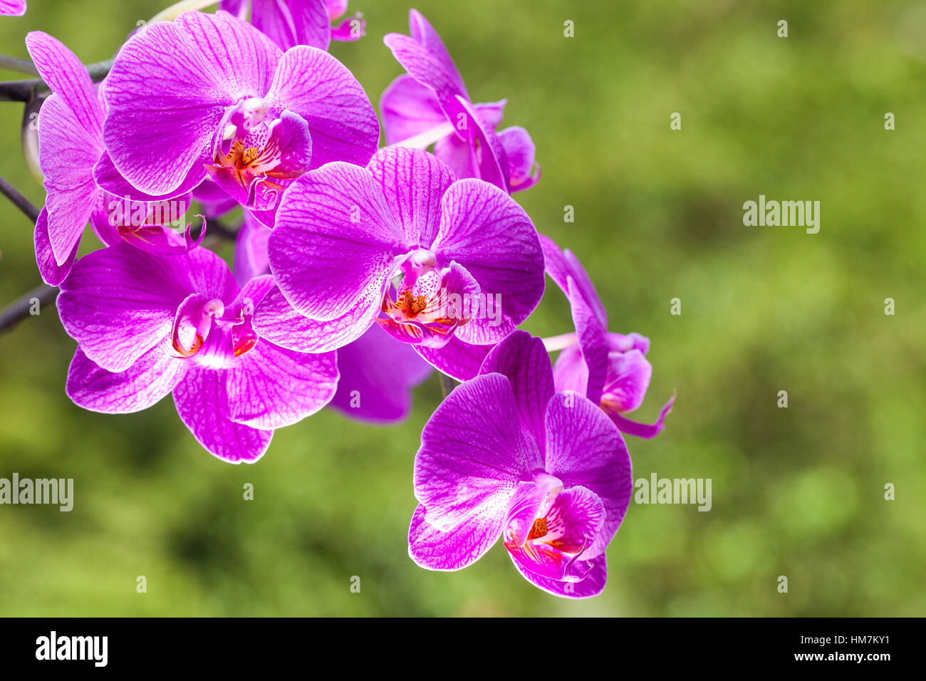 Bright purple wild orchid flowers with green background, orchid in nature Stock Photo