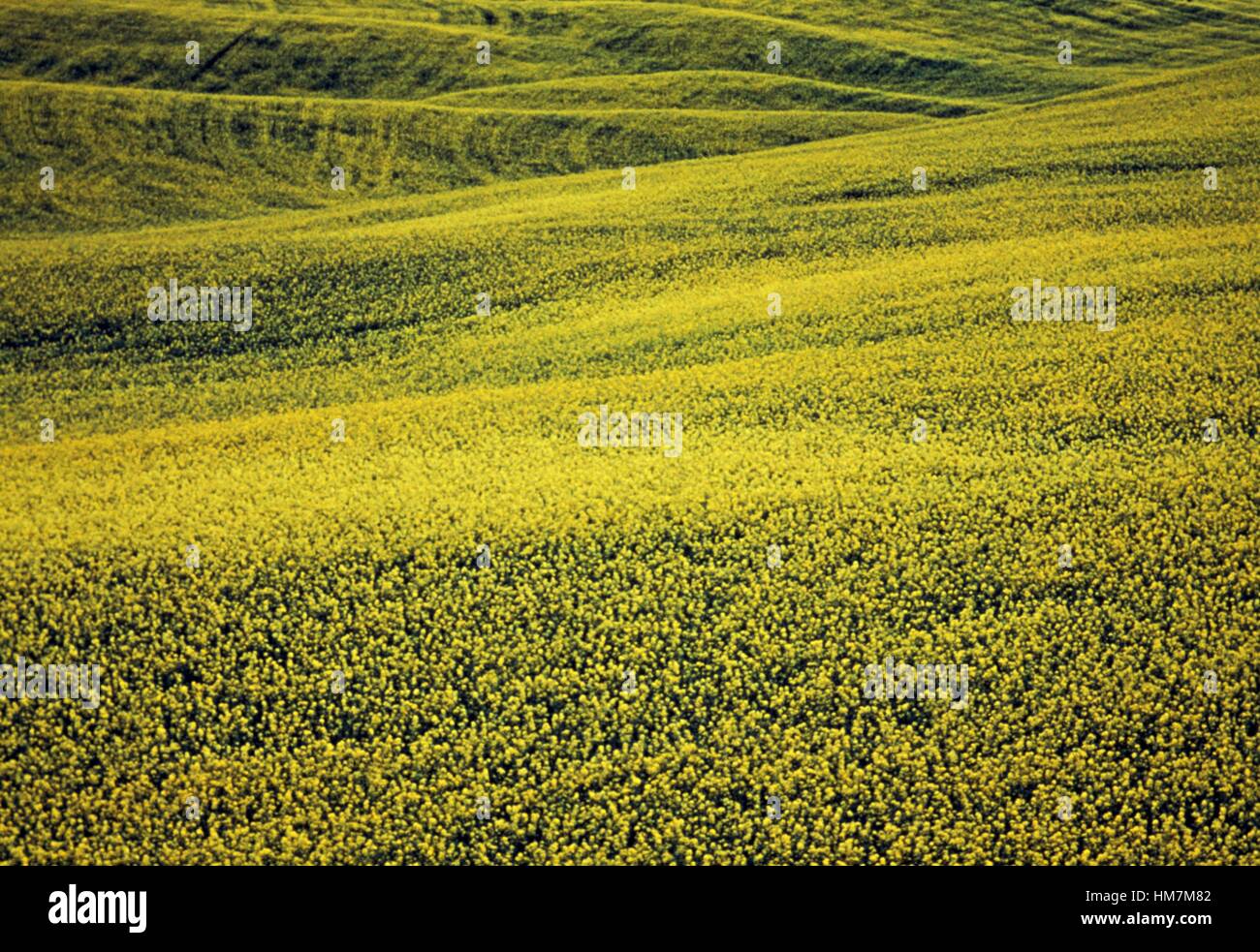 Rapeseed field (Brassica rapa campestris), Mannville, Alberta, Canada. Stock Photo
