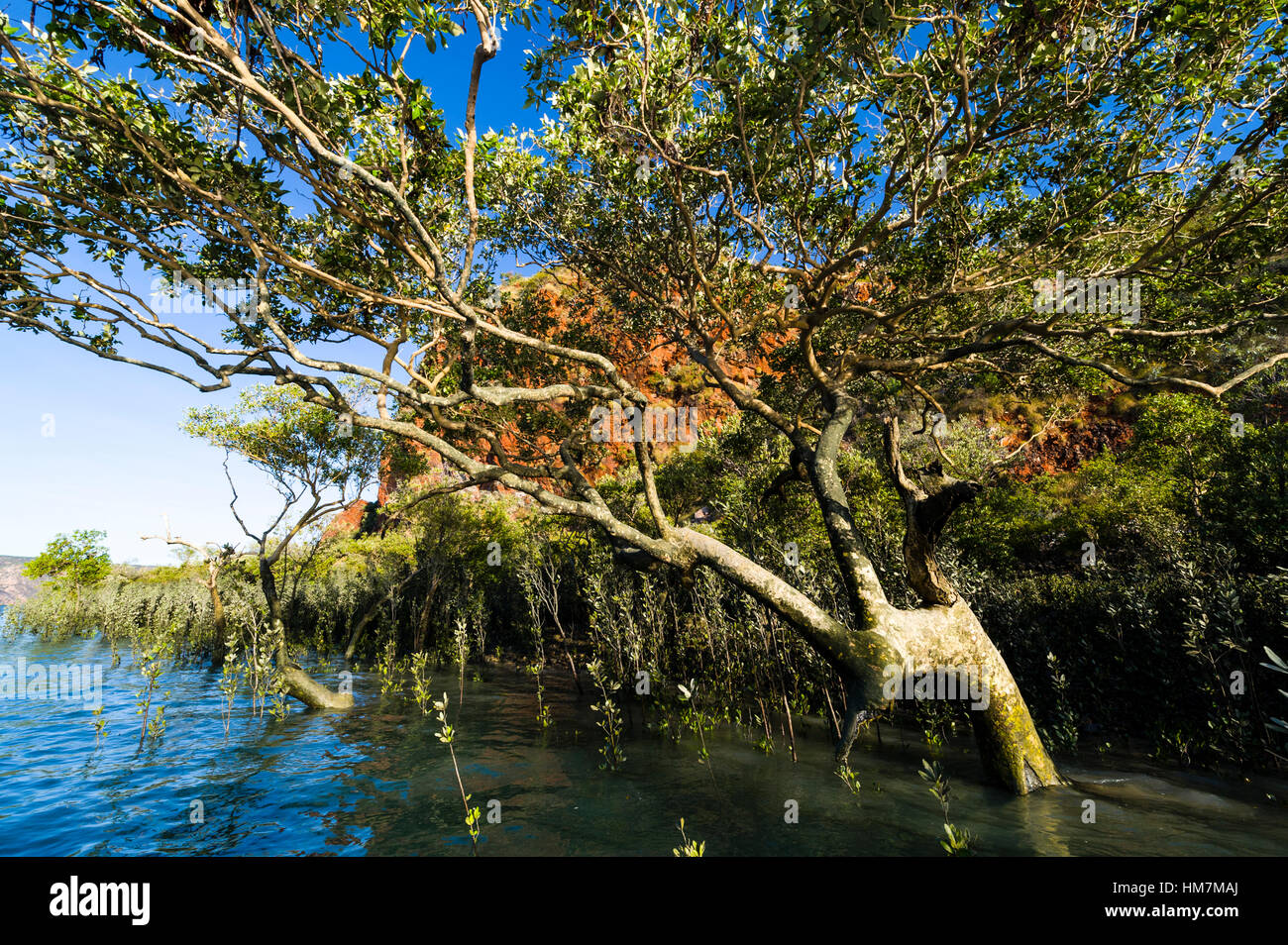 The sprawling canopy of a mangrove tree on a desert island. Stock Photo
