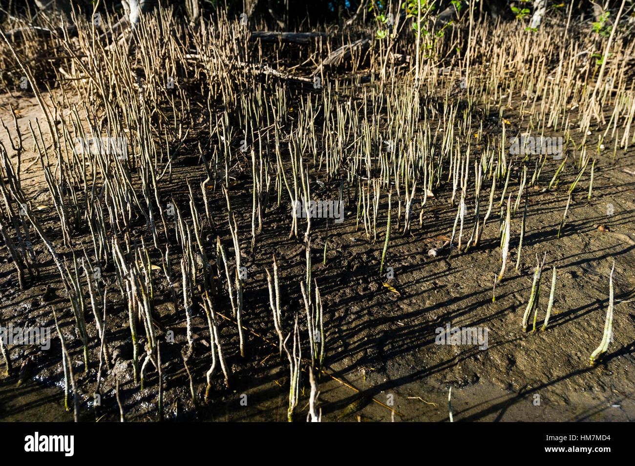 Pneumatophore roots High Resolution Stock Photography and Images Alamy
