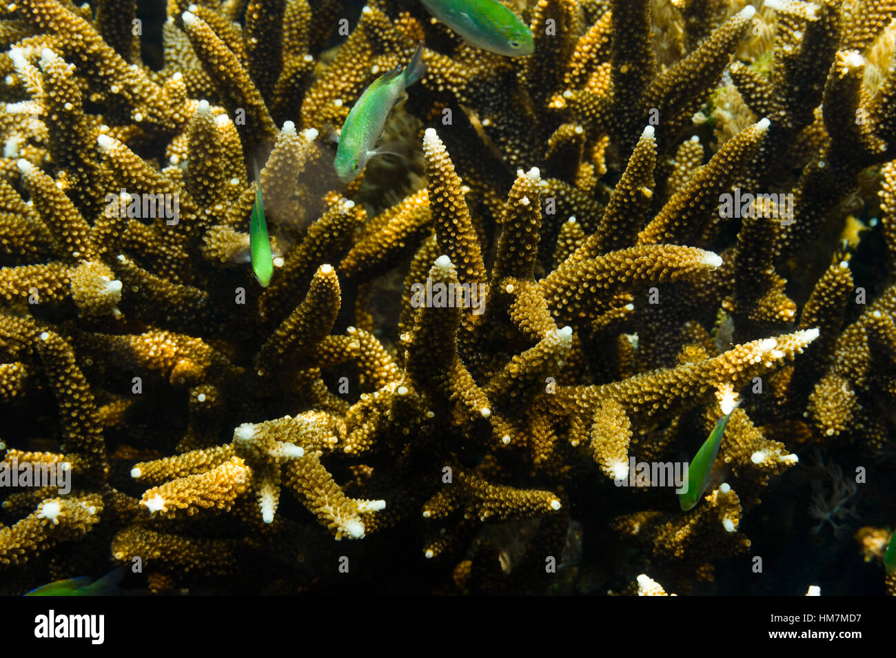 Blue Green Damsel fish swimming around a staghorn coral. Stock Photo