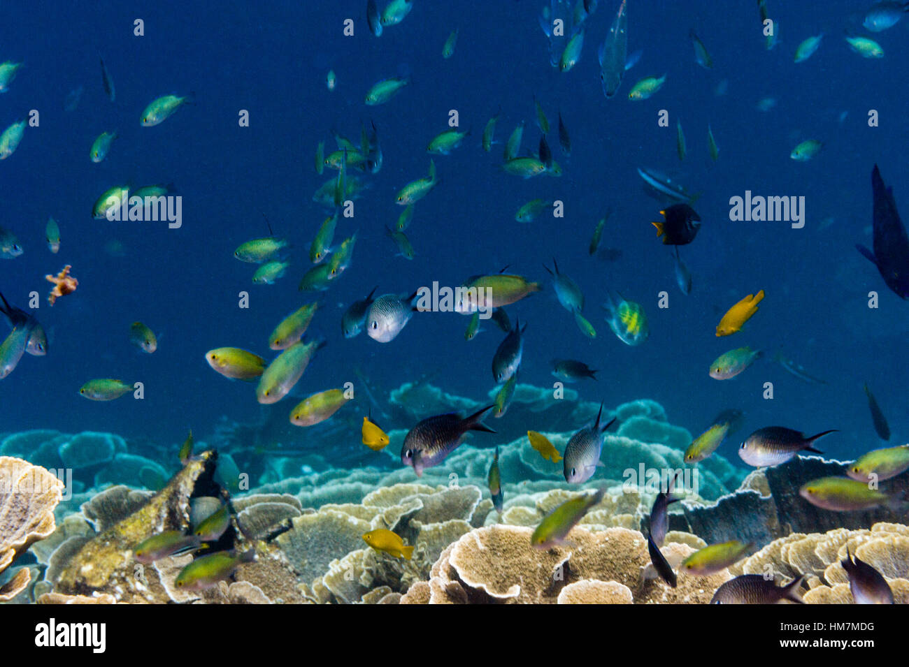 A shoal of assorted Chromodoris damsel fish swimming above a reef. Stock Photo