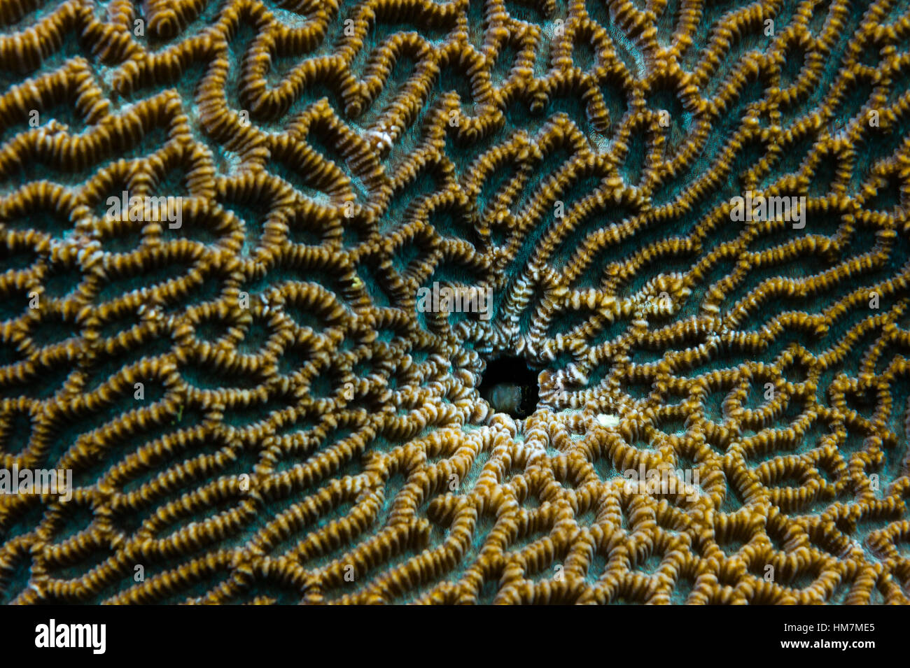 A Blennie resting in the textured centre of a hard coral. Stock Photo
