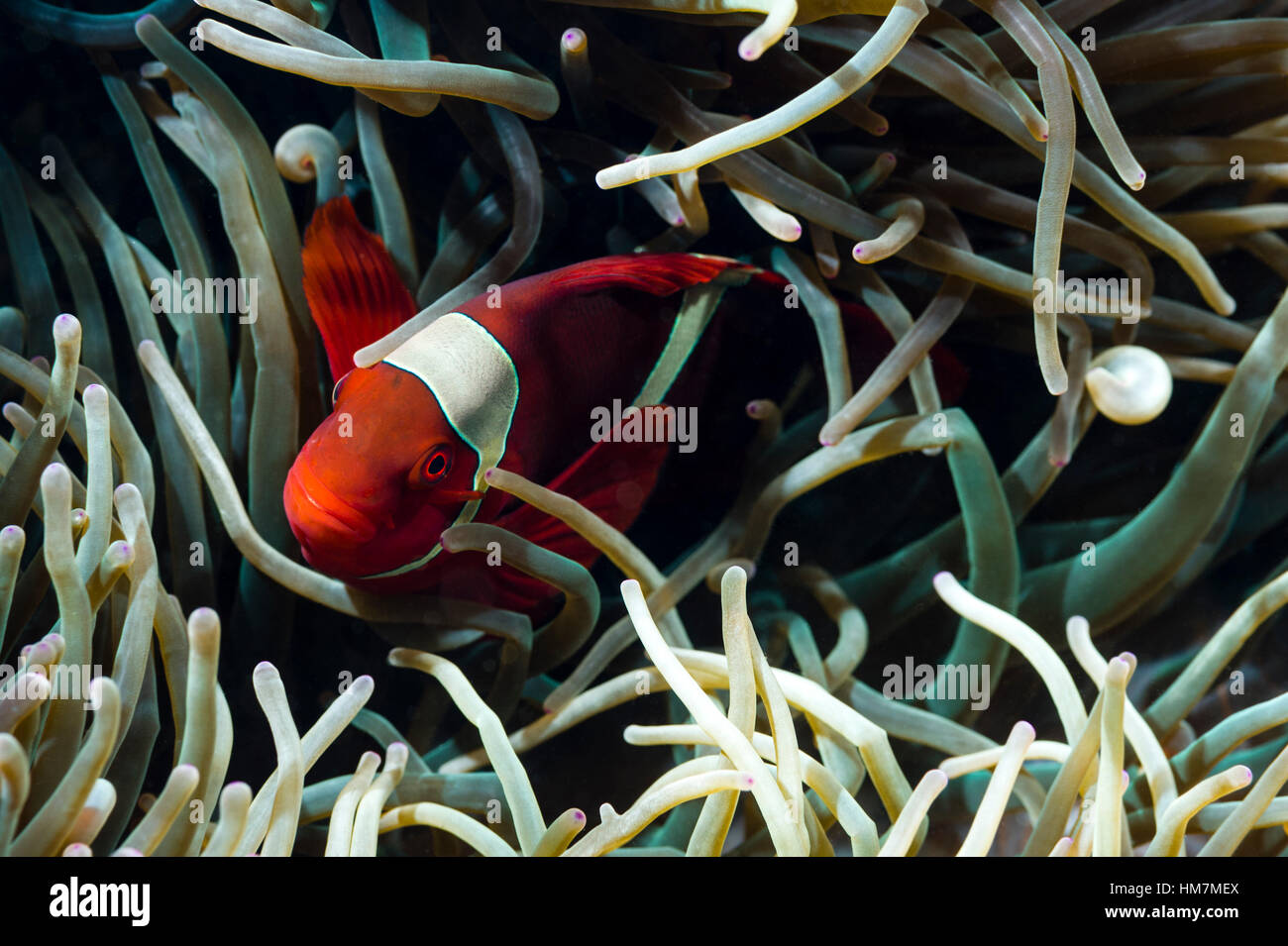 A bright red Spine-cheeked Anemonefish sheltering in the stinging tentacles of an anemone. Stock Photo