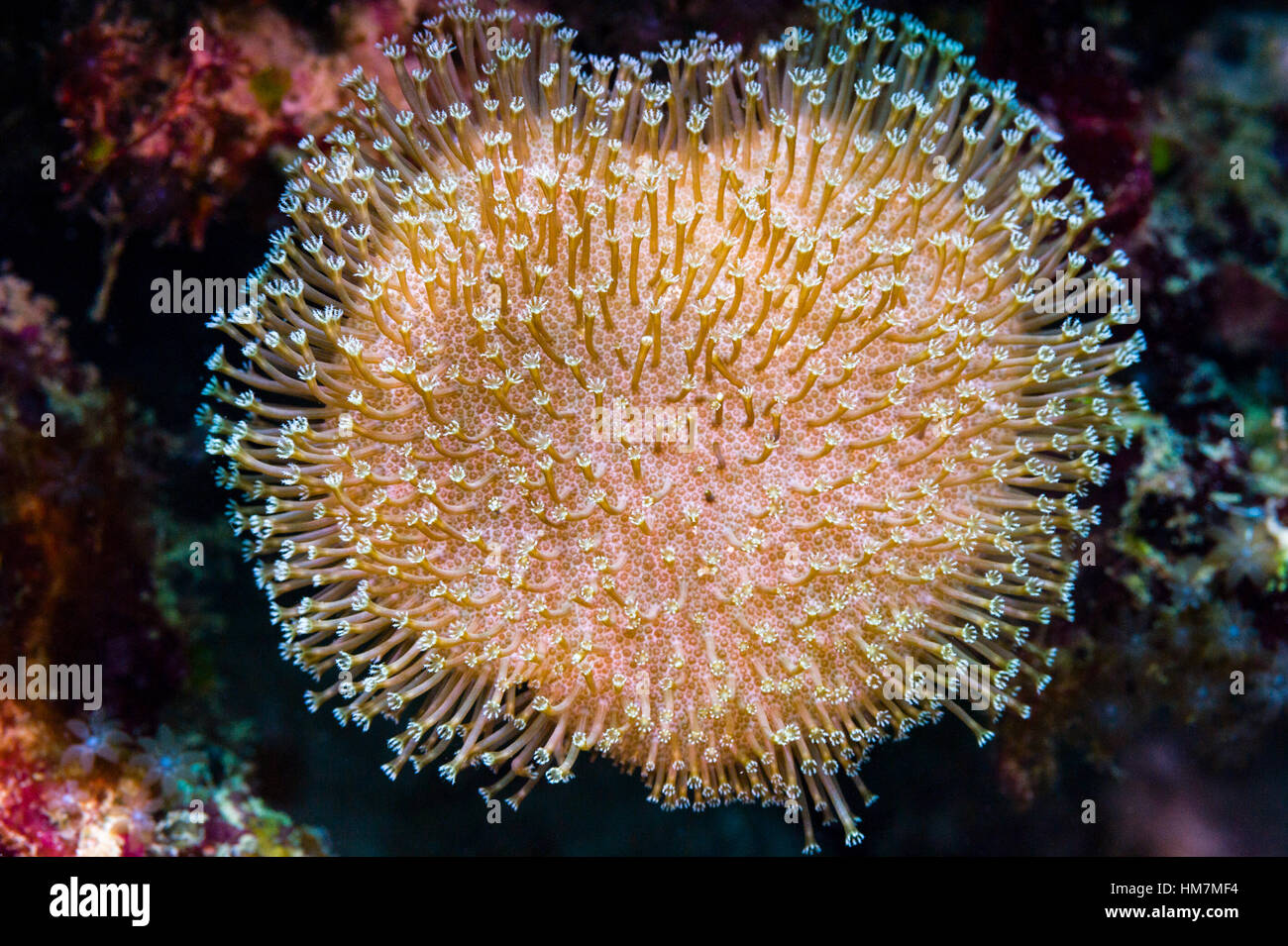 The feeding polyps of a small Elephant Ear soft coral on a reef. Stock Photo