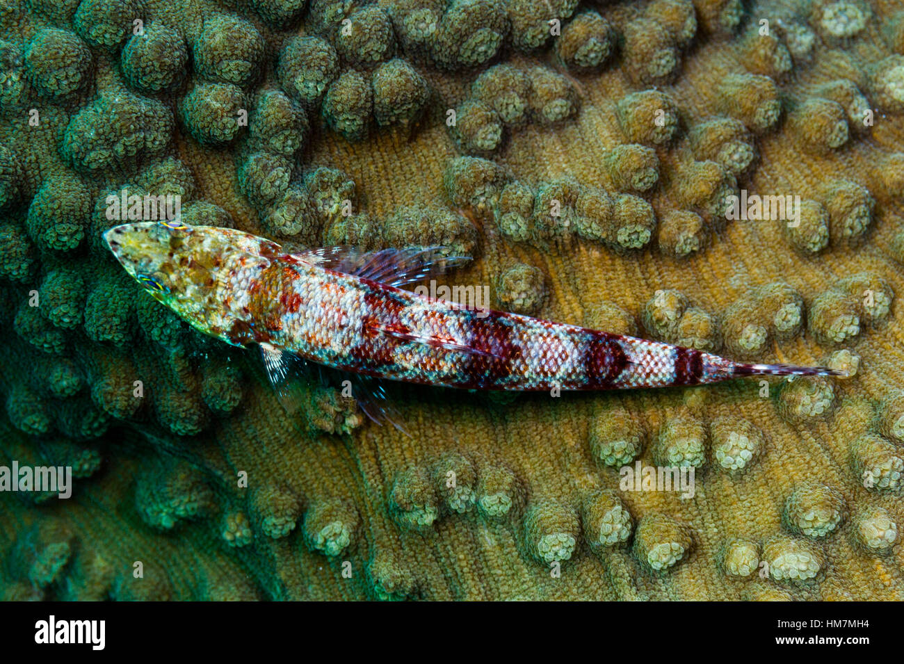 A predatory Variegated Lizardfish resting on the surface of a hard coral plate. Stock Photo