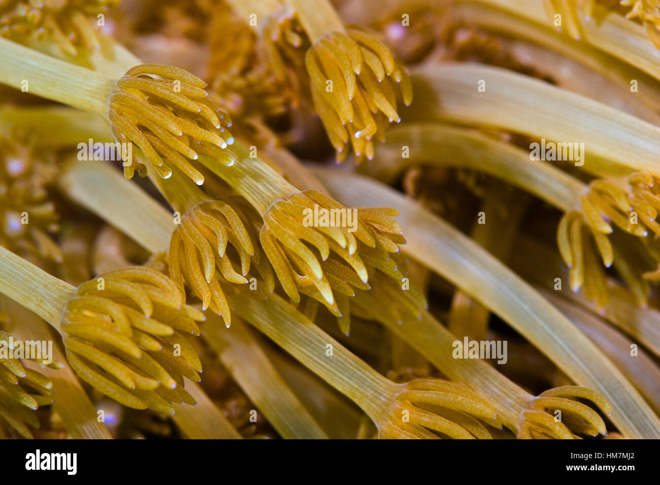 The feeding polyps of a Pulsating Coral also known as a Xenia soft coral. Stock Photo