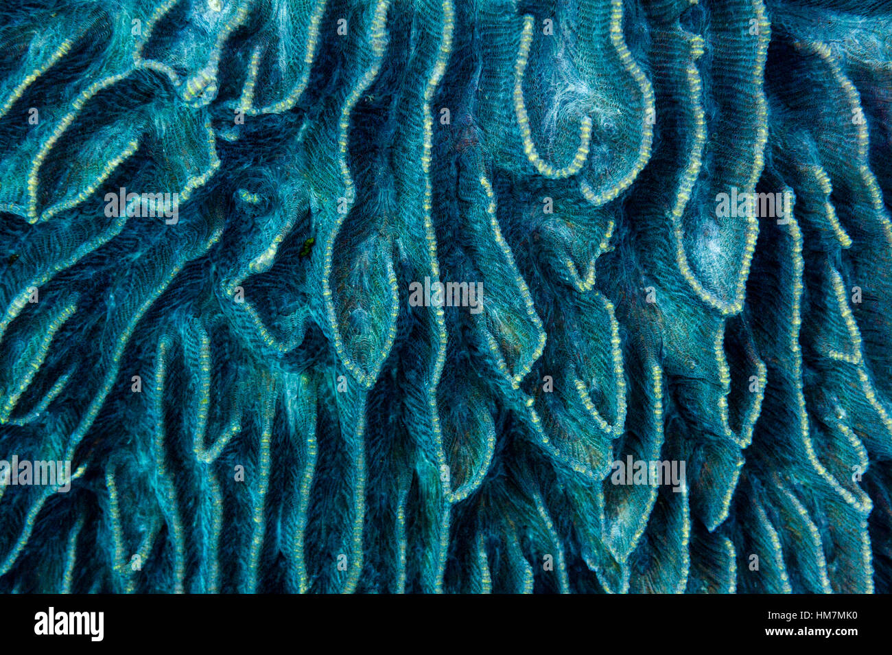 The blue velvet labia-like  folds of a hard coral on a tropical reef. Stock Photo