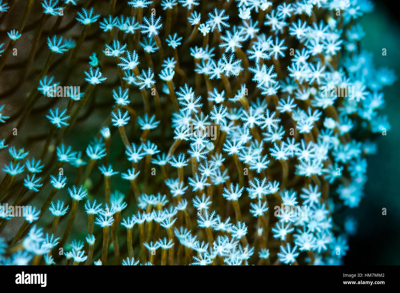 A cluster of feeding polyps of a small soft coral on a reef. Stock Photo