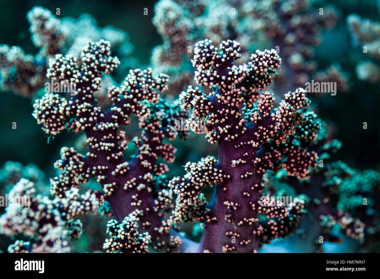 The stalks and polyps of a lavender coloured soft coral on a reef. Stock Photo