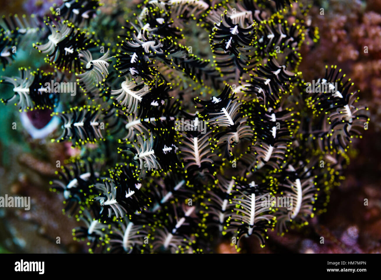 The coiled arms of a Variable Bushy Feather Star on a reef. Stock Photo