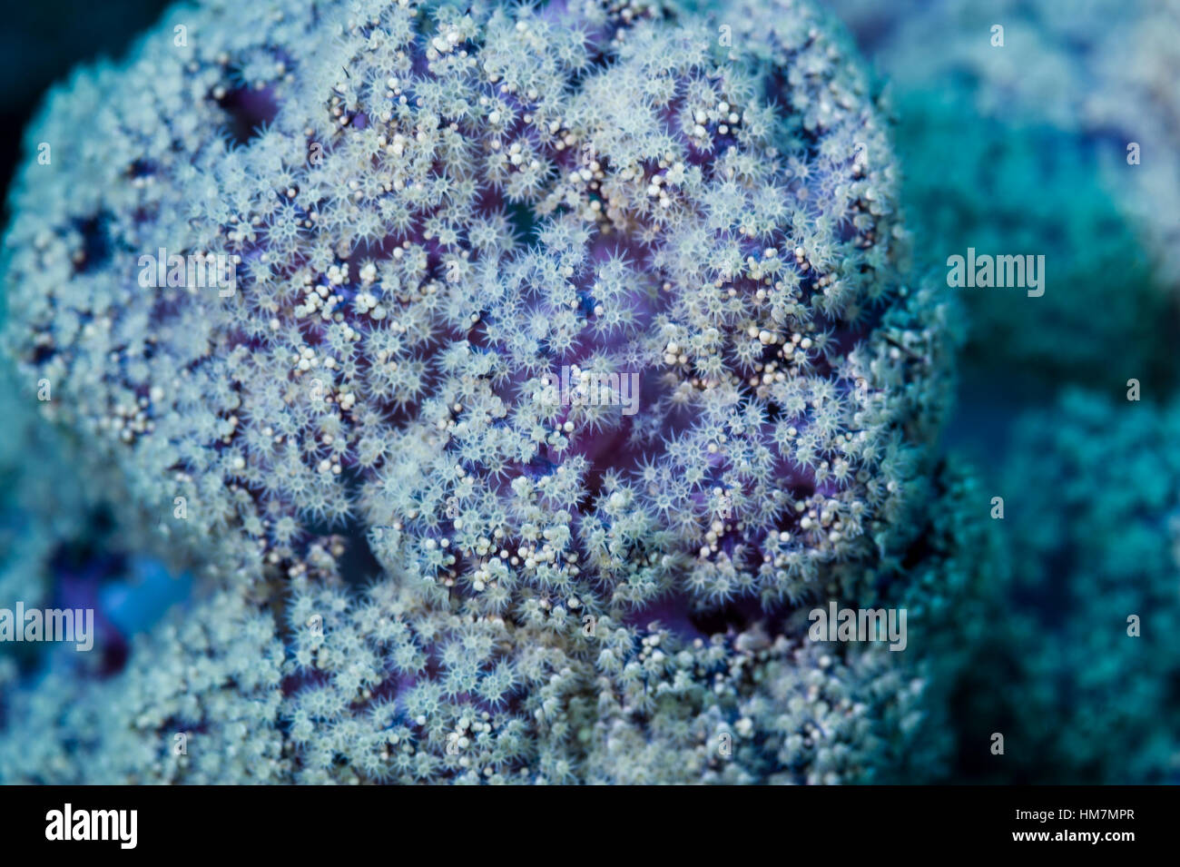 The feeding polyps of a lavender coloured soft coral on a reef. Stock Photo