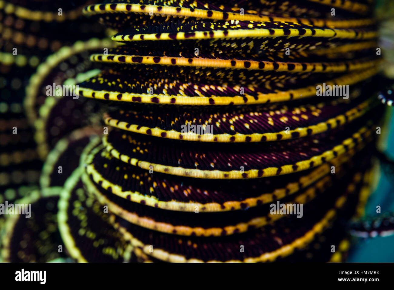 The coiled arms of a Feather Star on a reef. Stock Photo