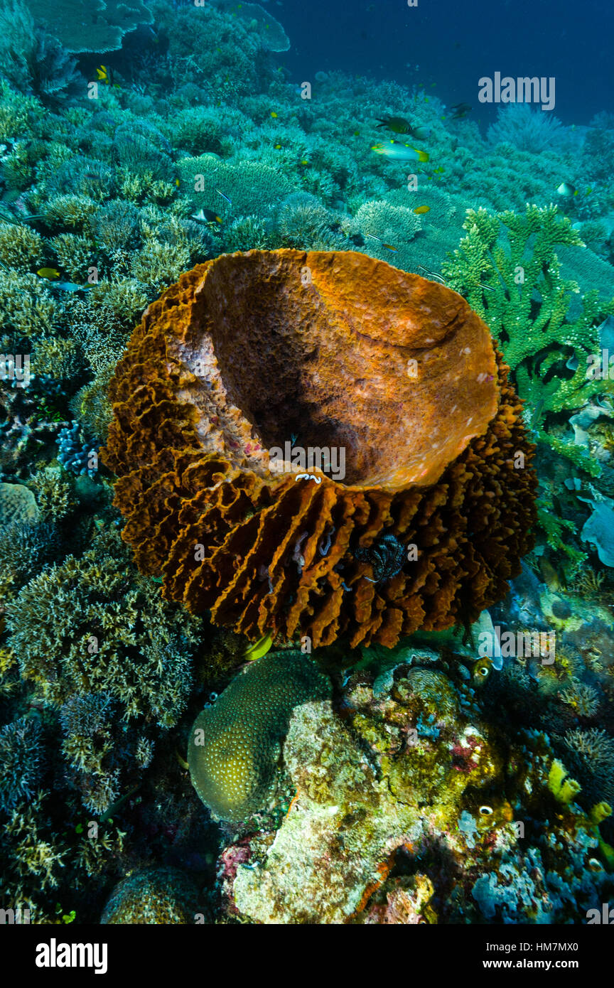 A Giant barrel sponge growing in the intertidal zone Stock Photo Alamy