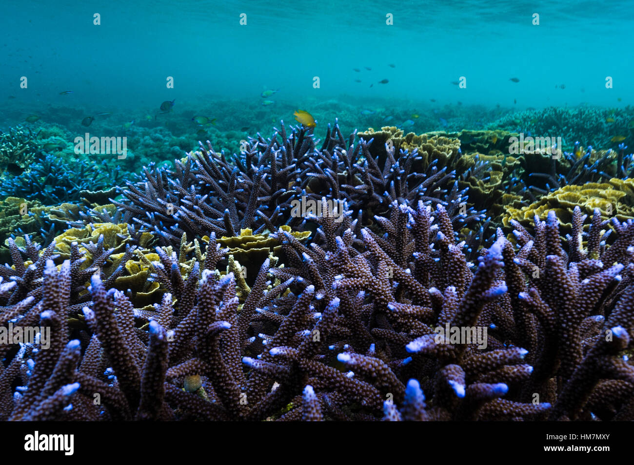 A forest of bright purple Staghorn corals growing on a shallow reef. Stock Photo